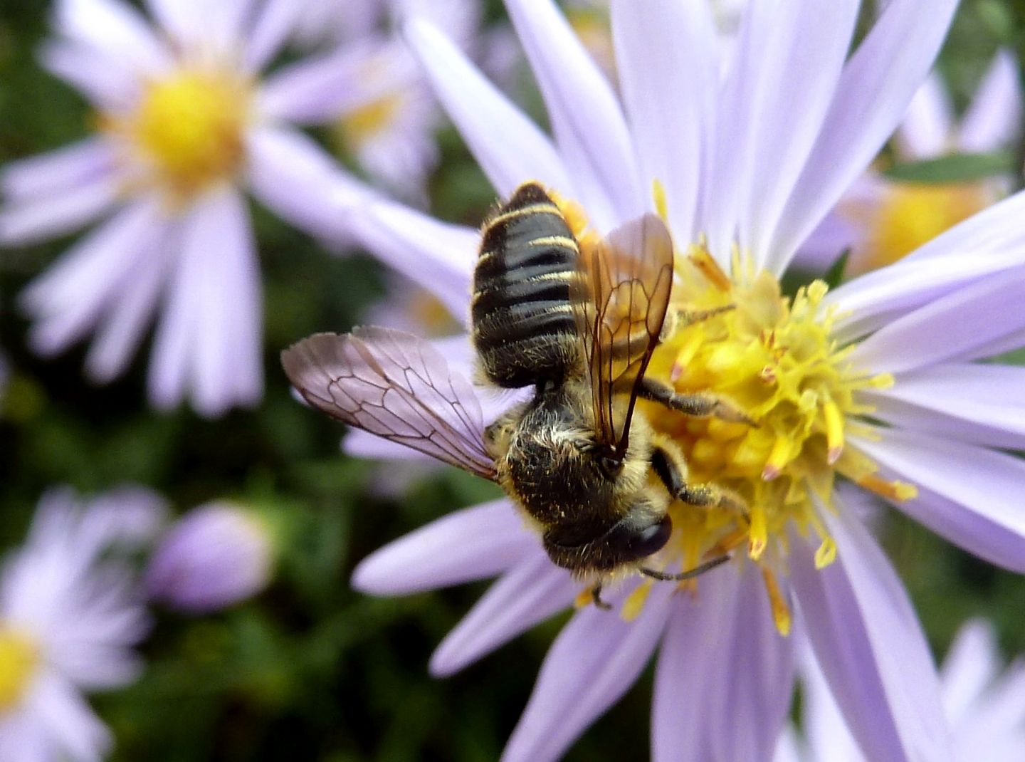 Megachile cfr. centuncularis, Apidae Megachilinae